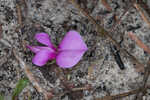 Eastern milkpea